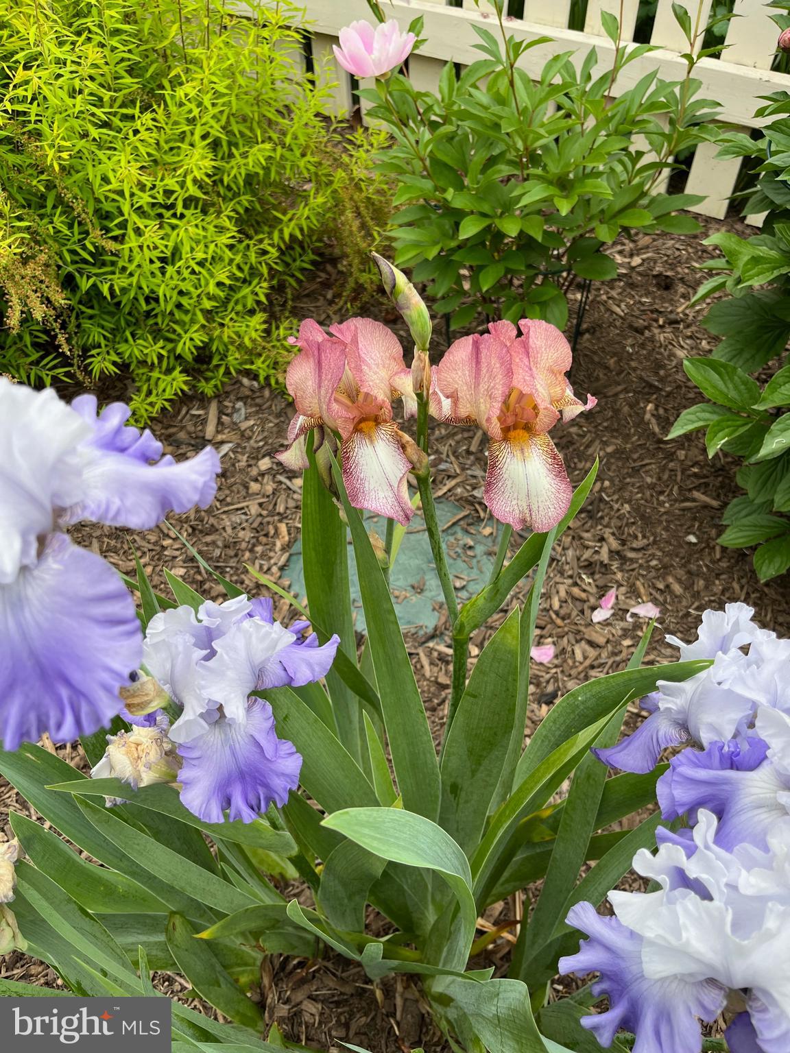 DOWNTOWN FREDERICK - Residential