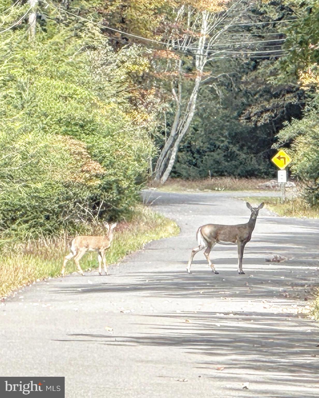 INDIAN MOUNTAIN LAKES - Land