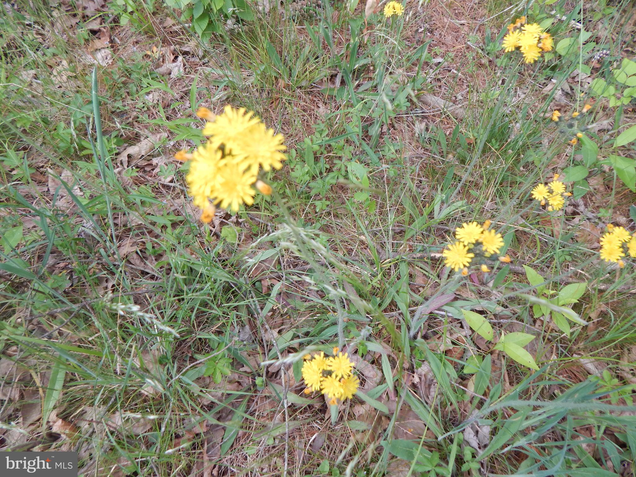 CAPON MOUNTAIN - Land