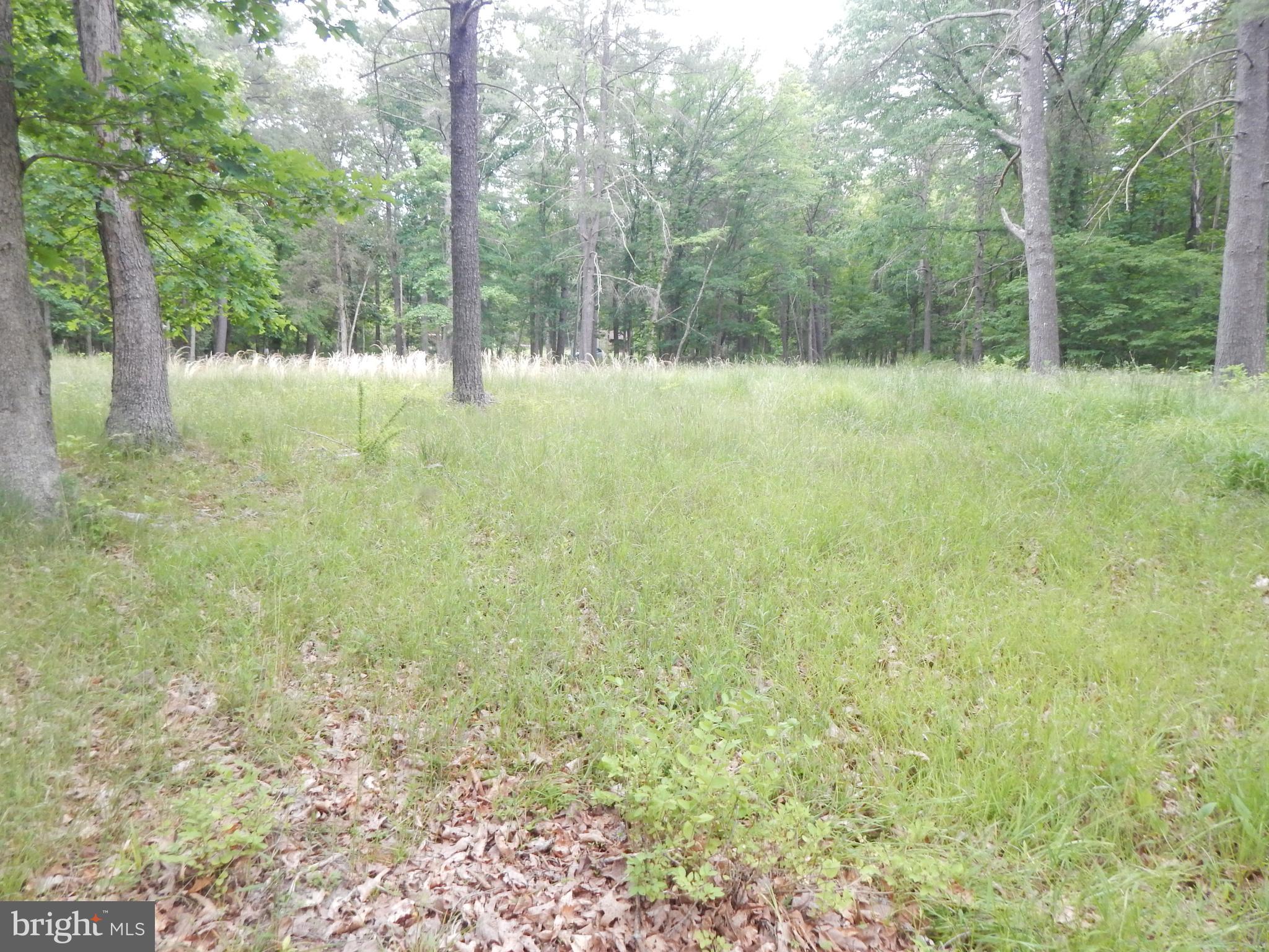 CAPON MOUNTAIN - Land