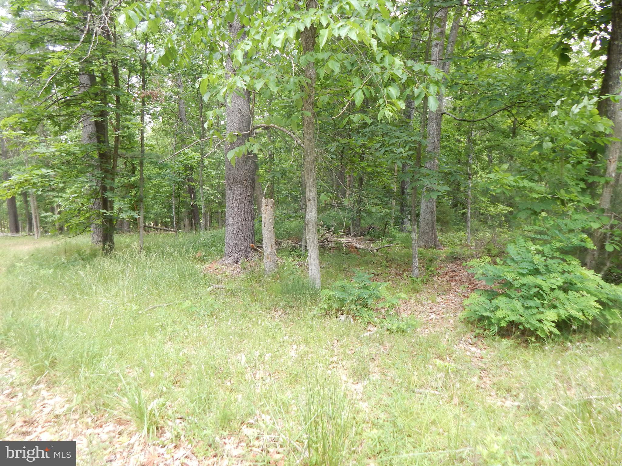 CAPON MOUNTAIN - Land