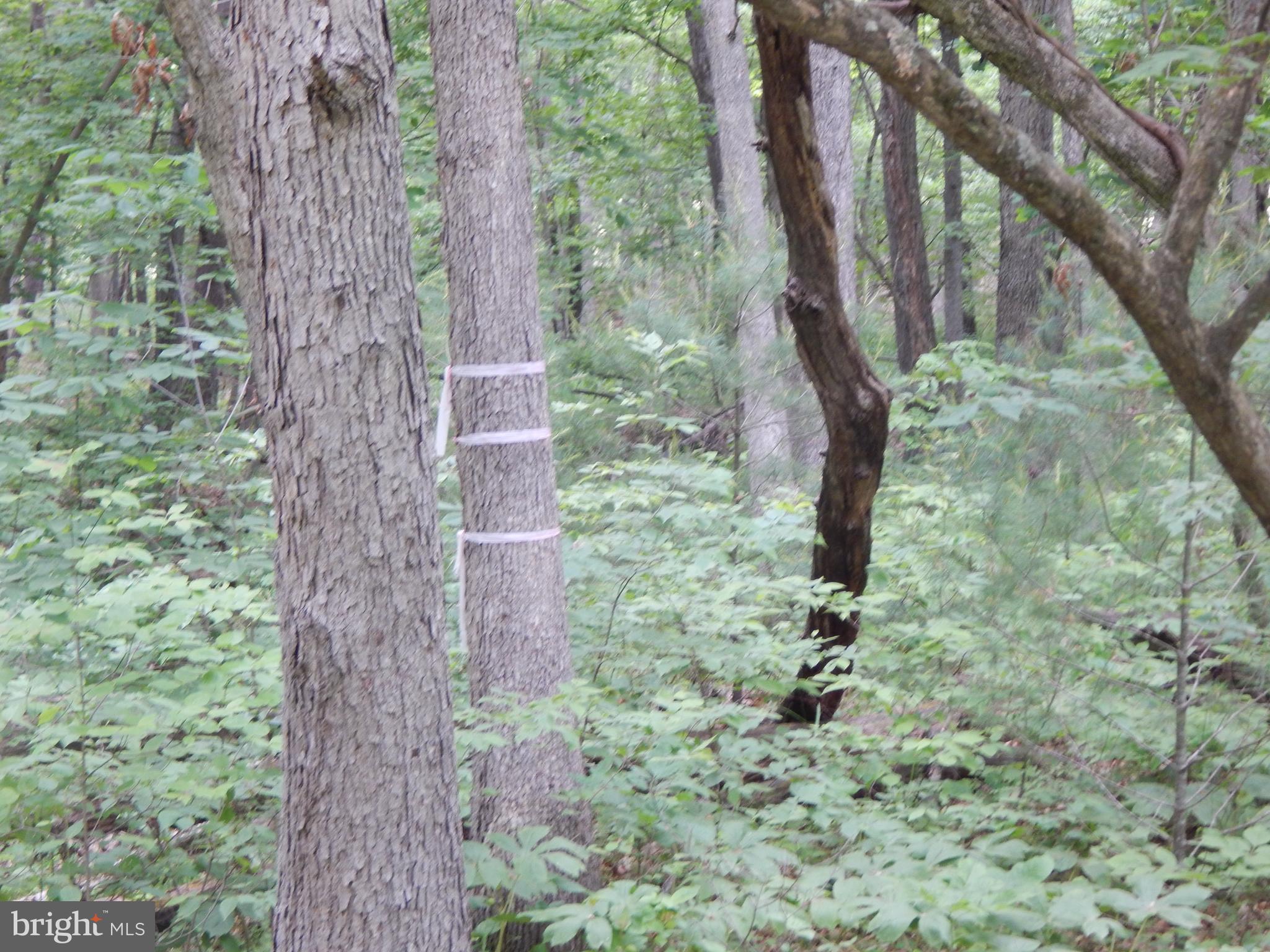 CAPON MOUNTAIN - Land