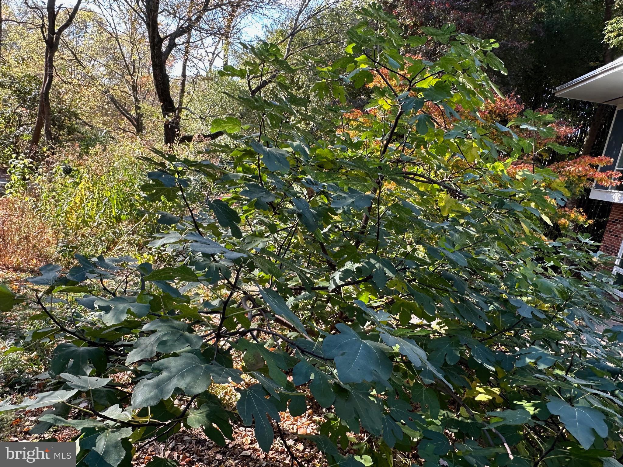 HOLLIN HILLS - Residential