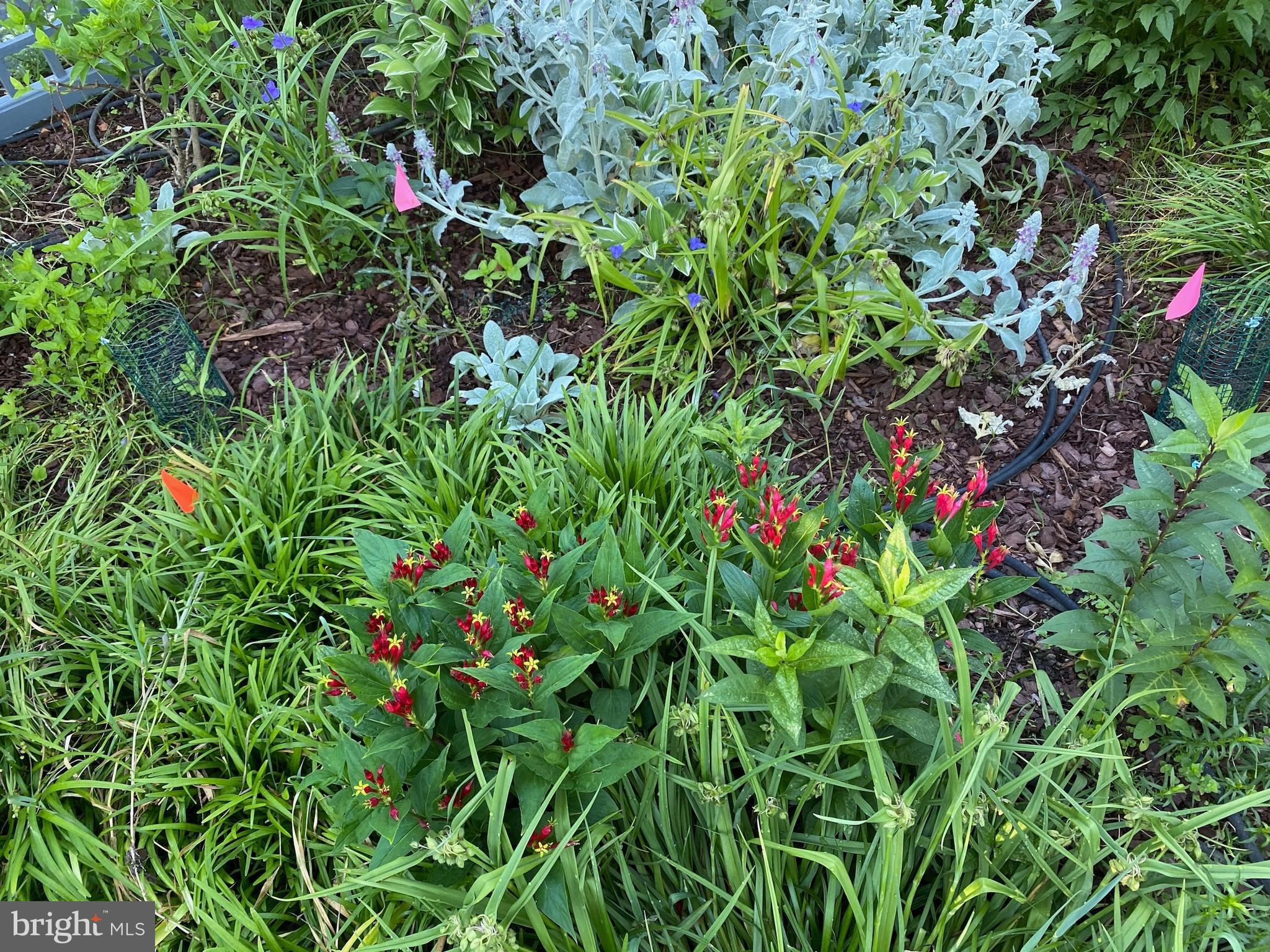 WAVERLY HILLS - Residential