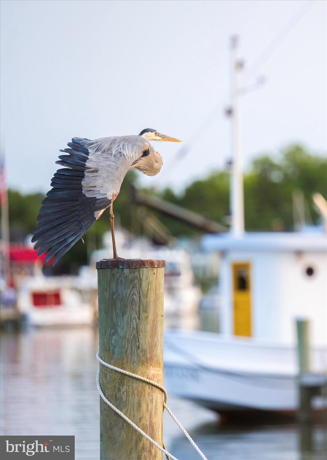 MOUNT PLEASANT - Residential