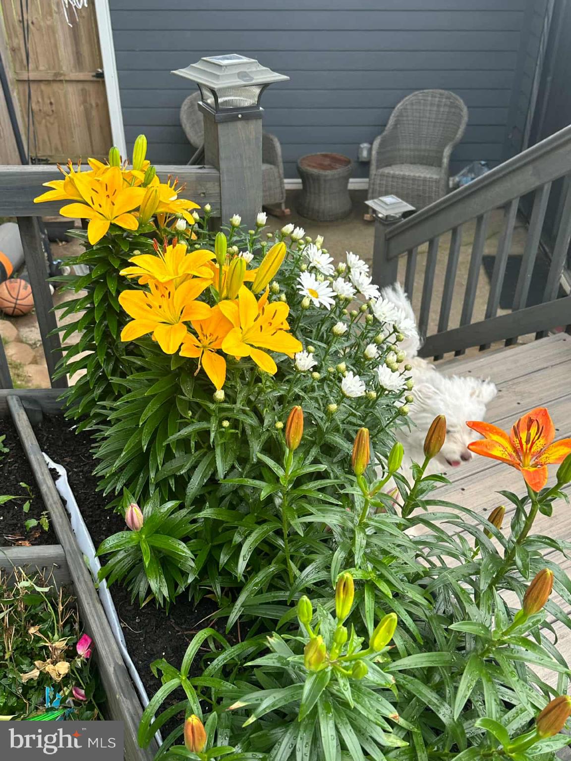 OXFORD VALLEY - Residential