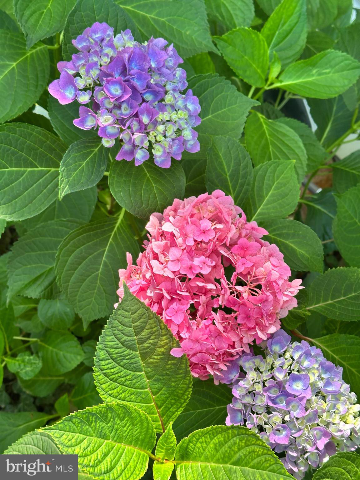 TOWNE CREST - Residential