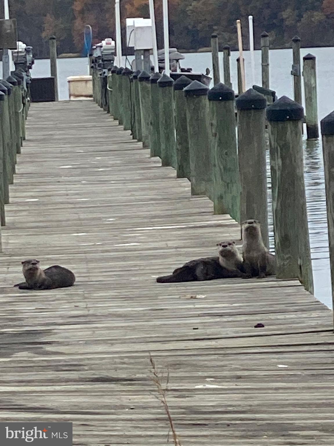 PRATT POINT - Residential