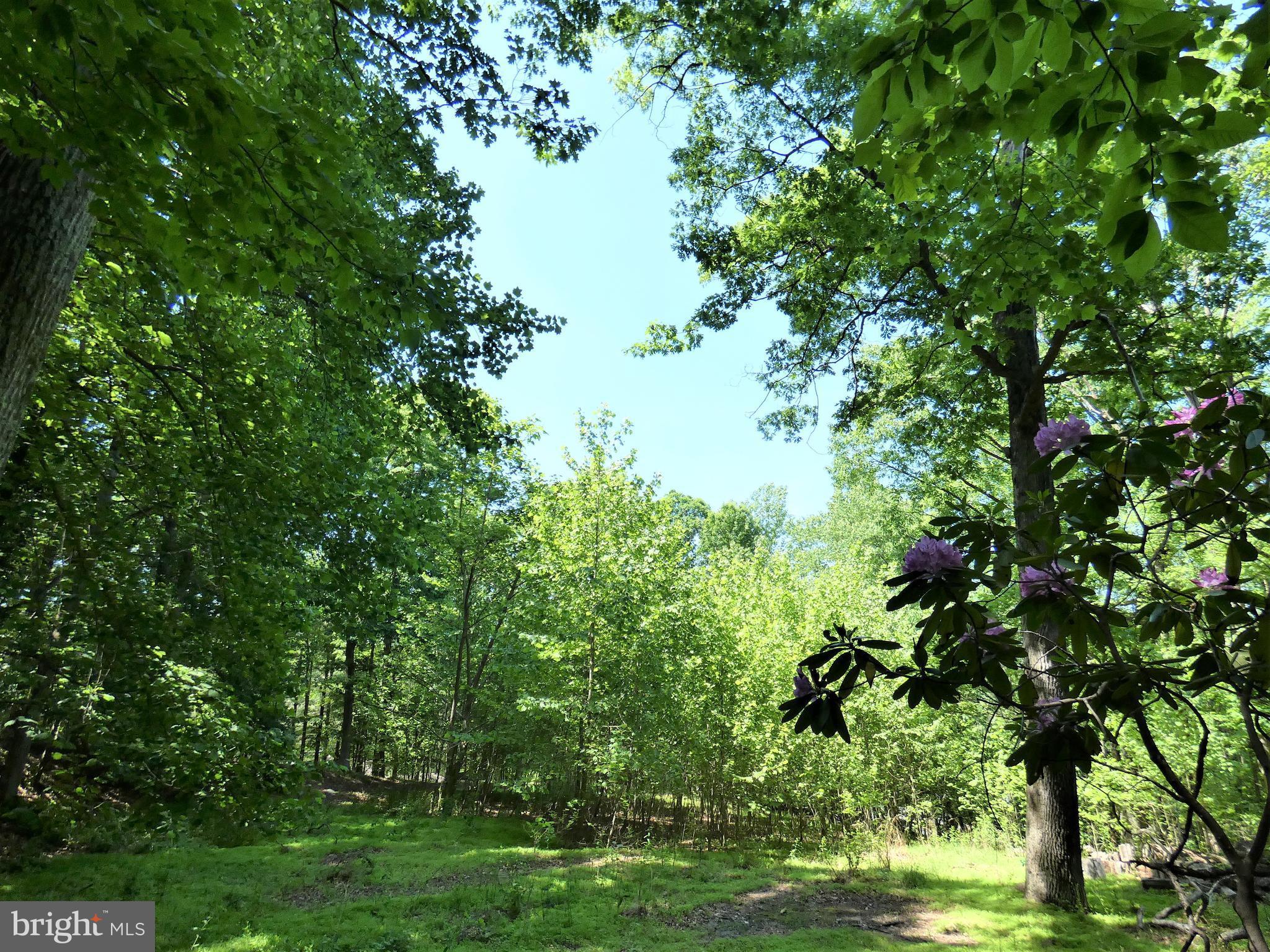 POTOMAC OUTSIDE - Land