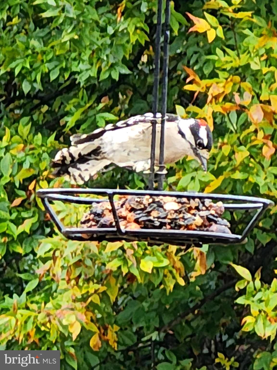 WHISPERING PINES - Residential