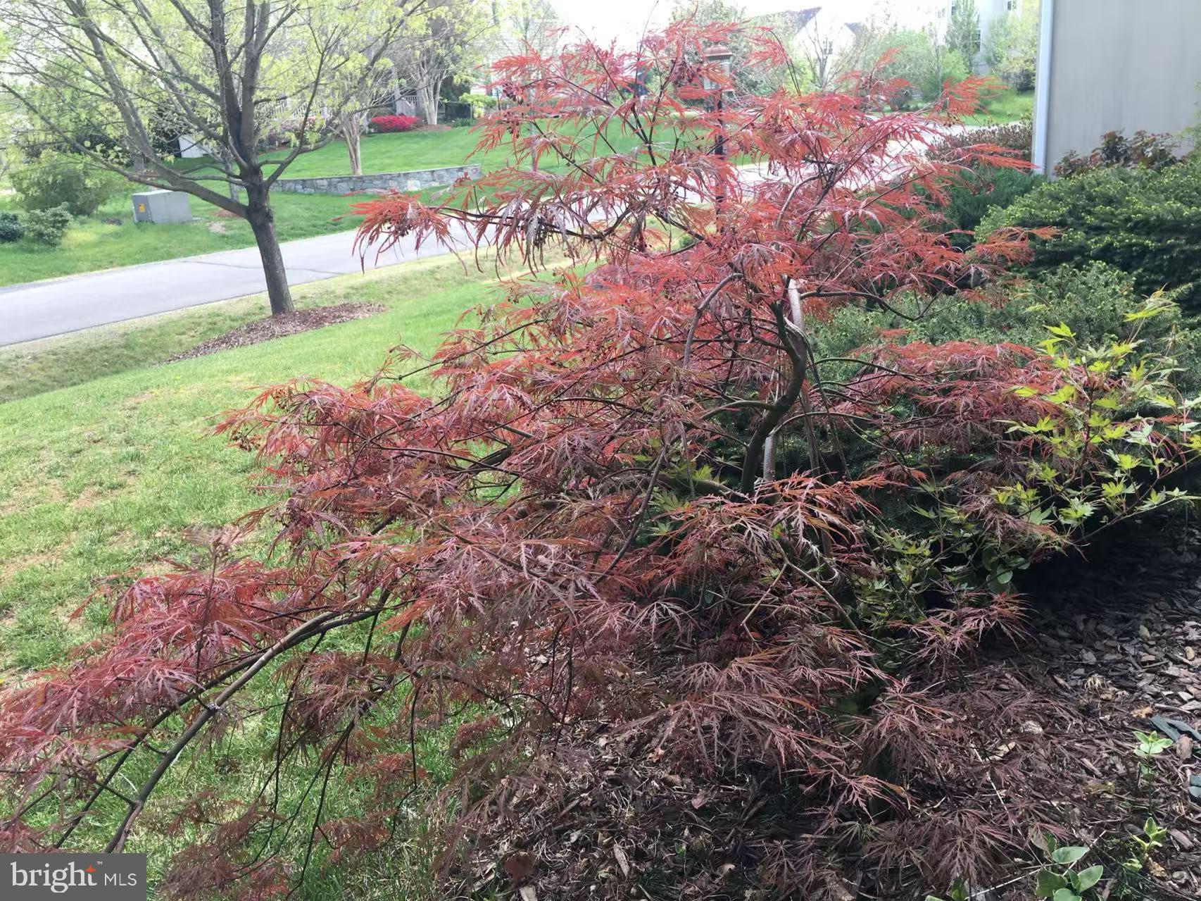 CAMERON CHASE - Residential Lease