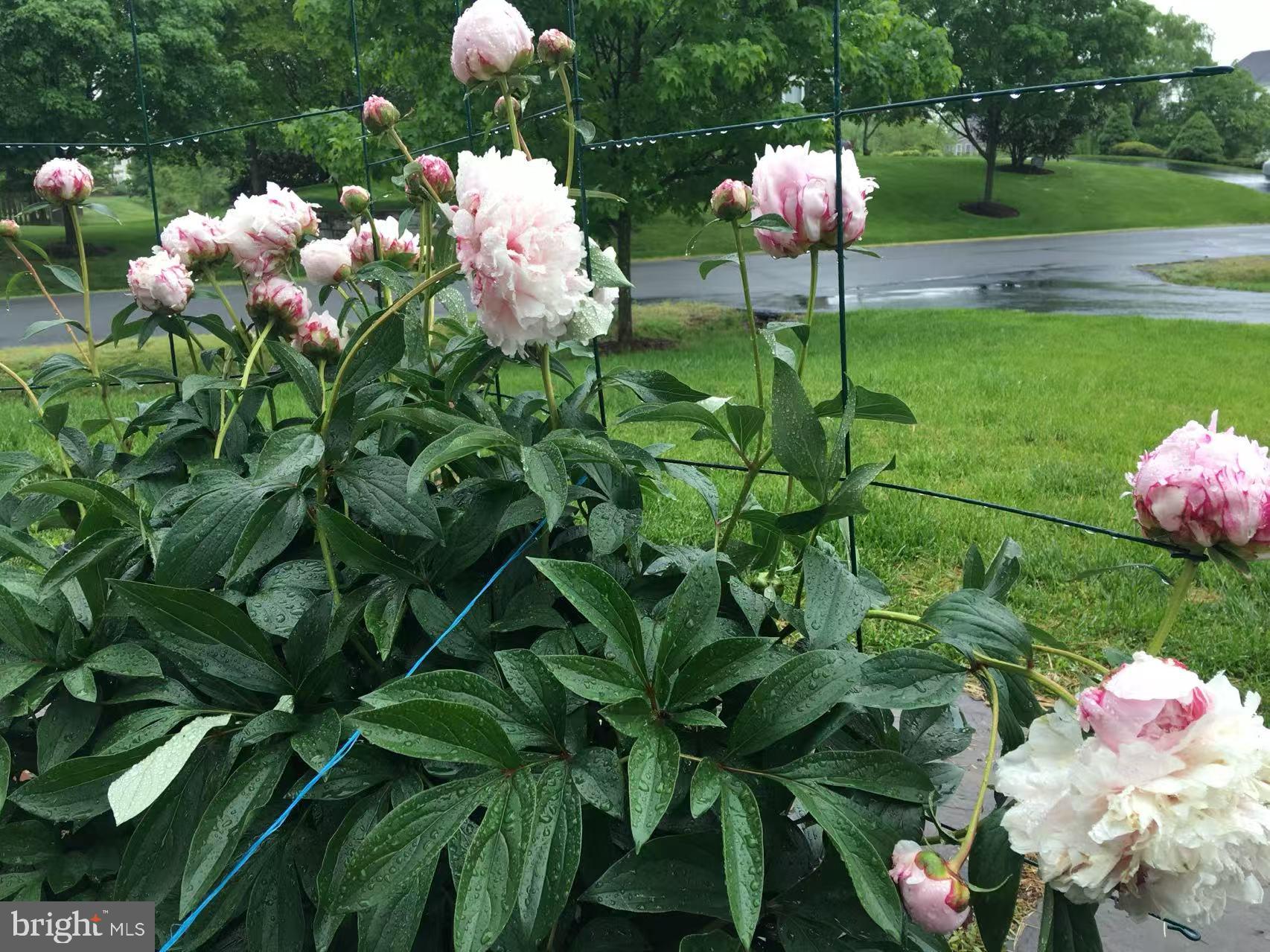 CAMERON CHASE - Residential Lease