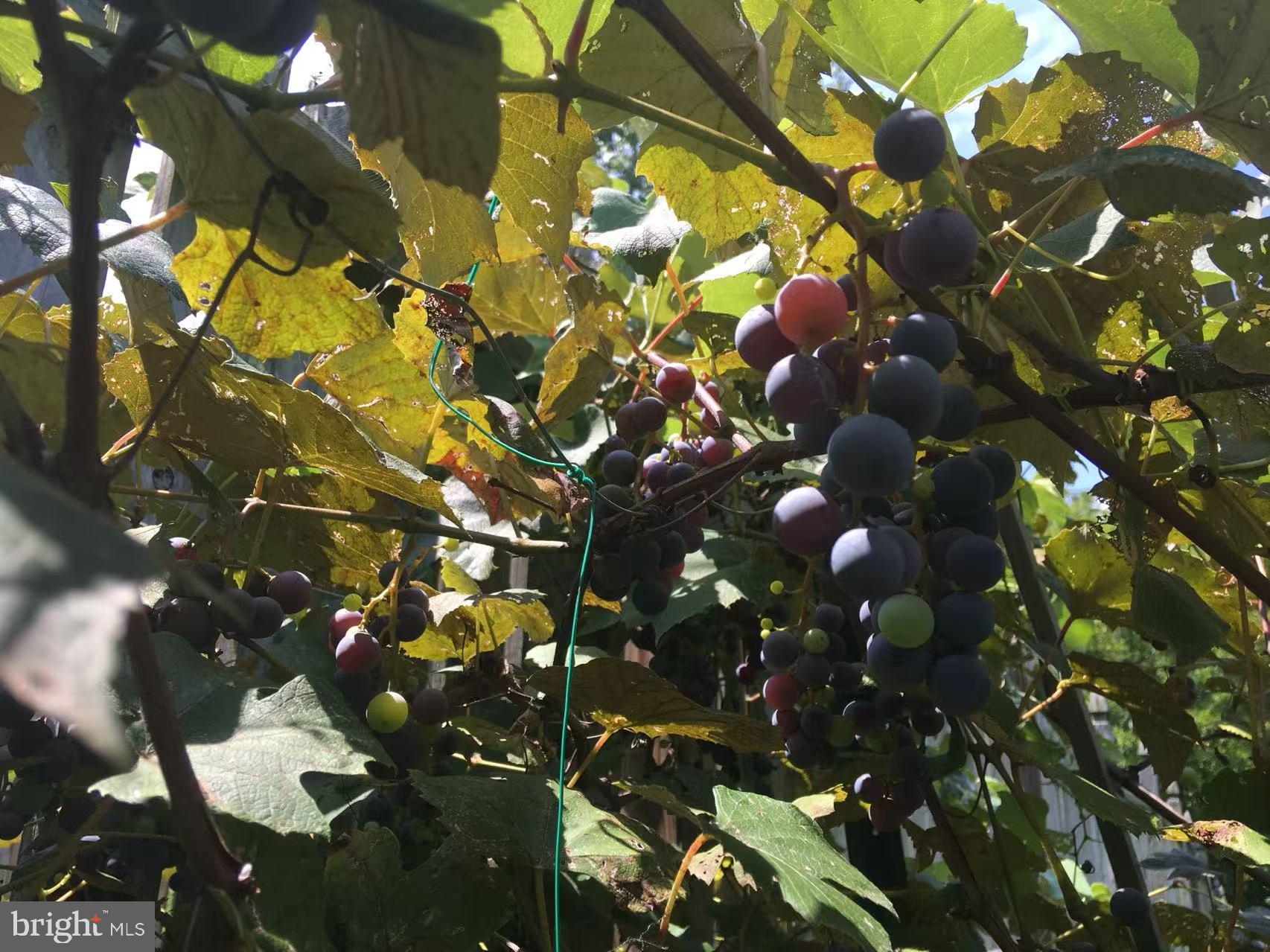 CAMERON CHASE - Residential Lease