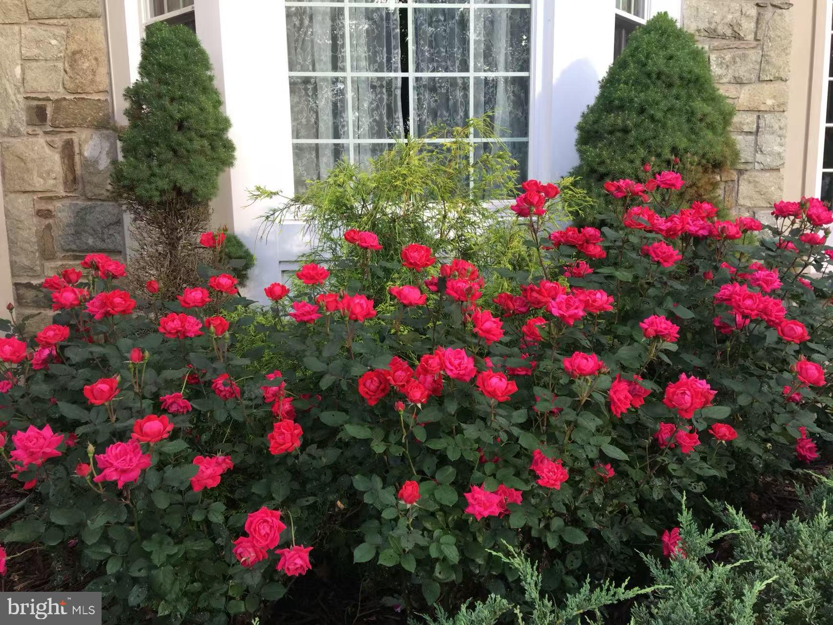 CAMERON CHASE - Residential Lease