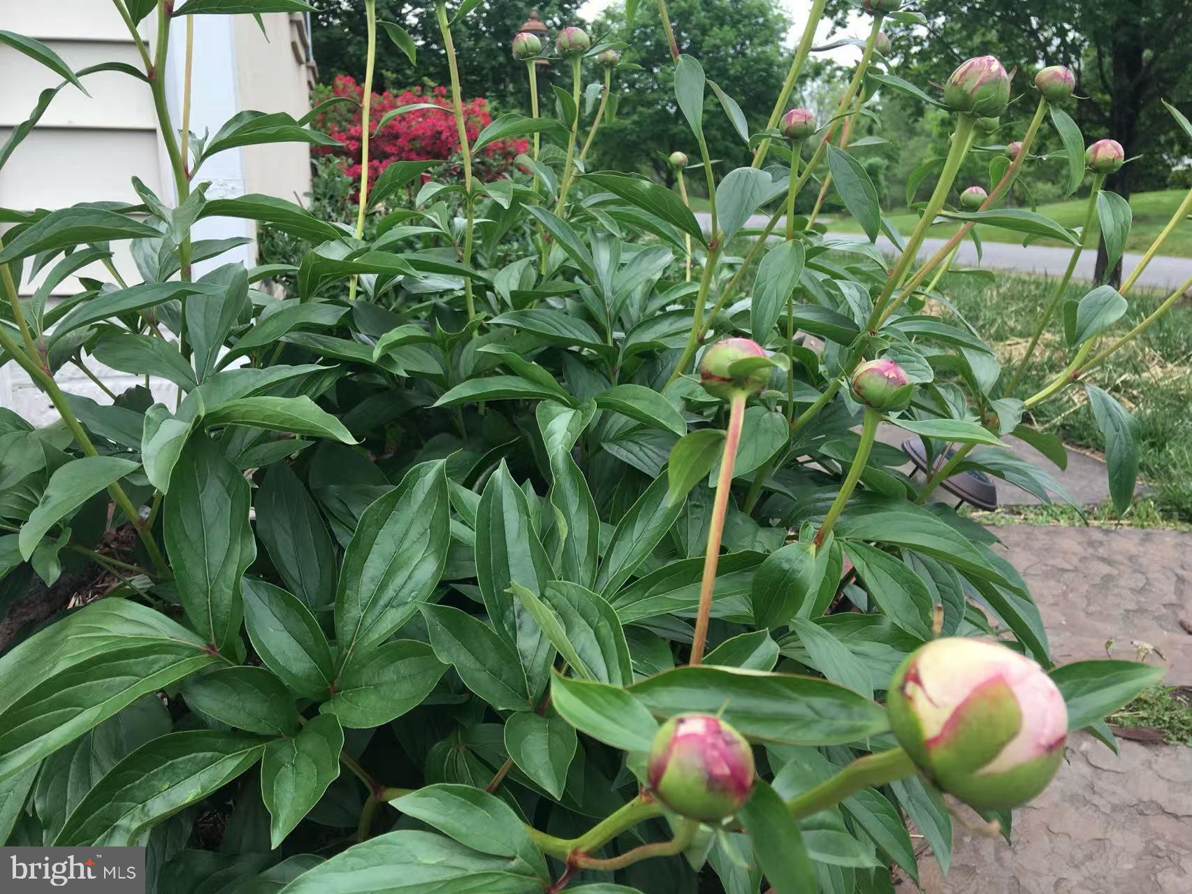 CAMERON CHASE - Residential Lease