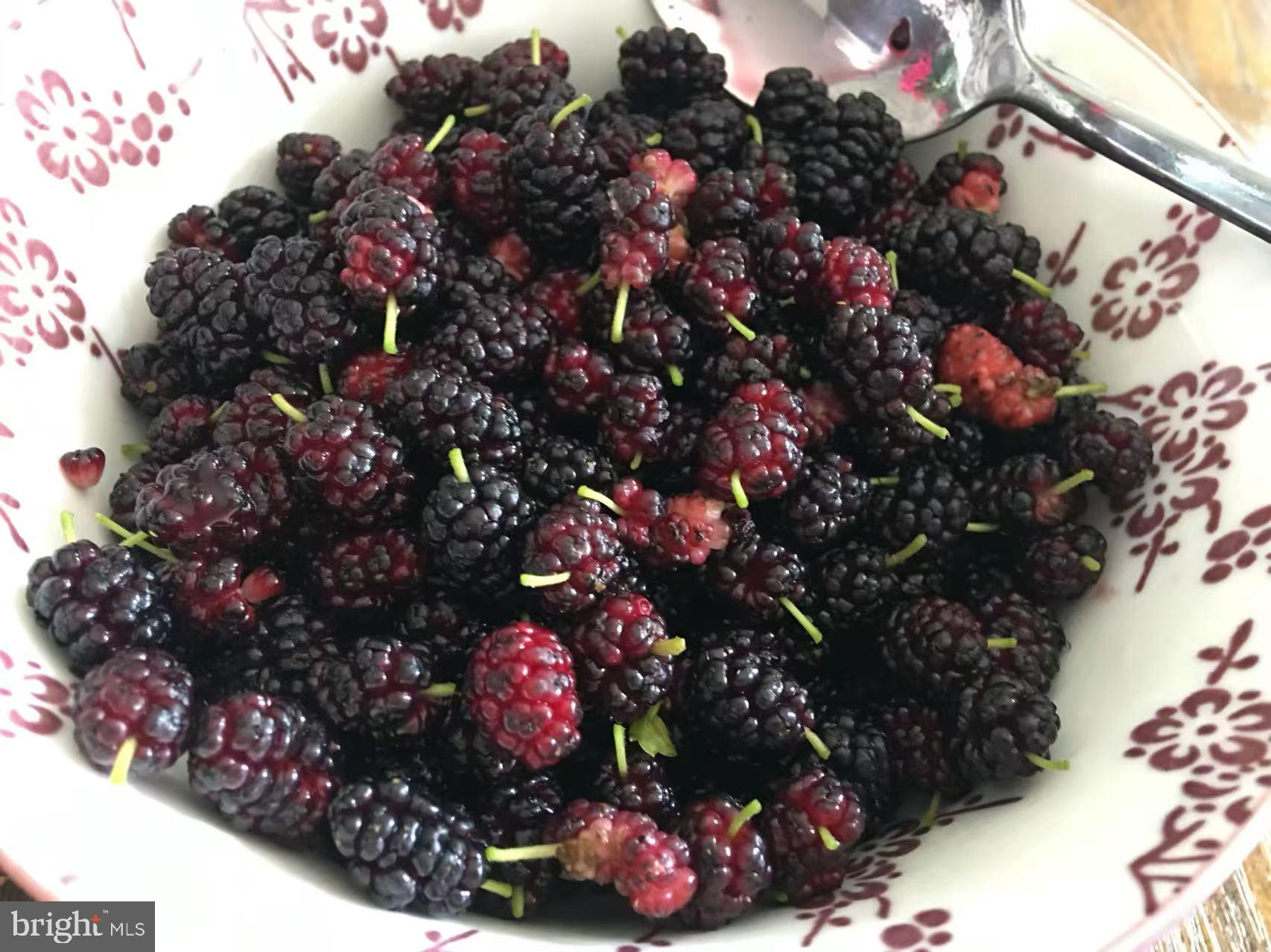 CAMERON CHASE - Residential Lease