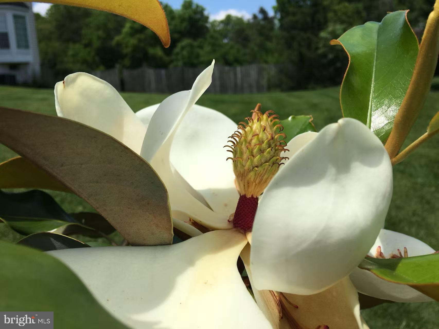 CAMERON CHASE - Residential Lease