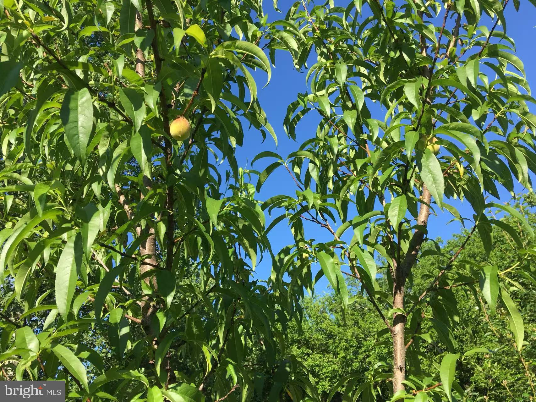 CAMERON CHASE - Residential Lease