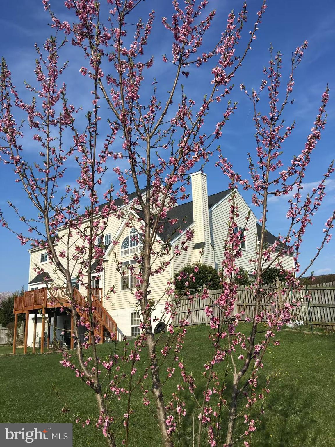 CAMERON CHASE - Residential Lease