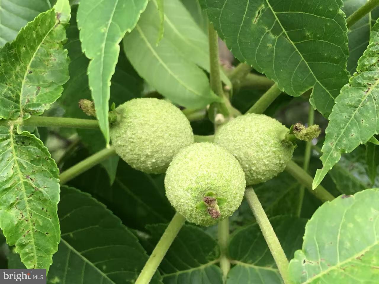 CAMERON CHASE - Residential Lease