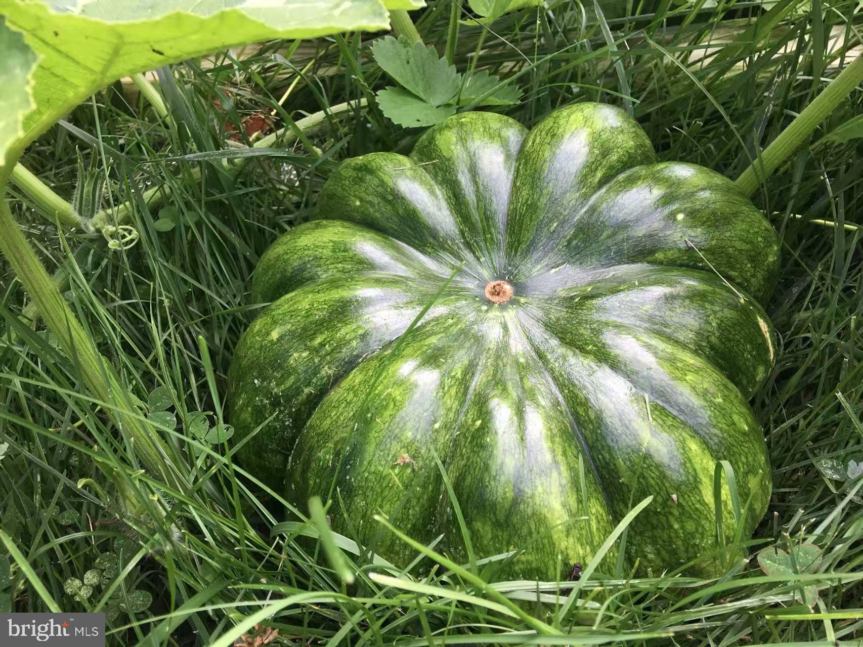 CAMERON CHASE - Residential Lease