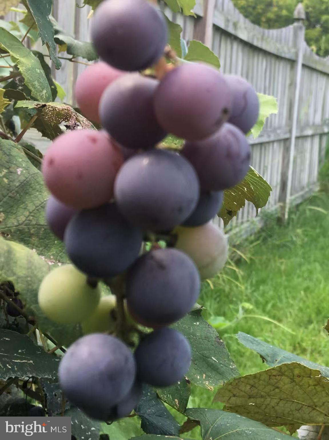 CAMERON CHASE - Residential Lease