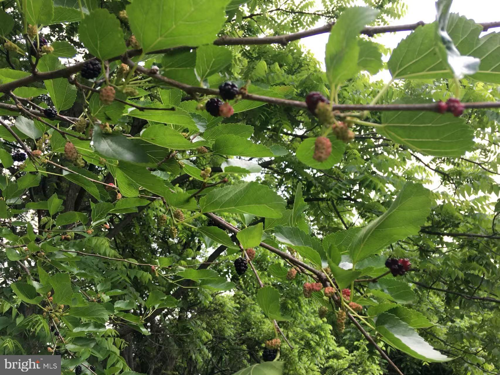 CAMERON CHASE - Residential Lease