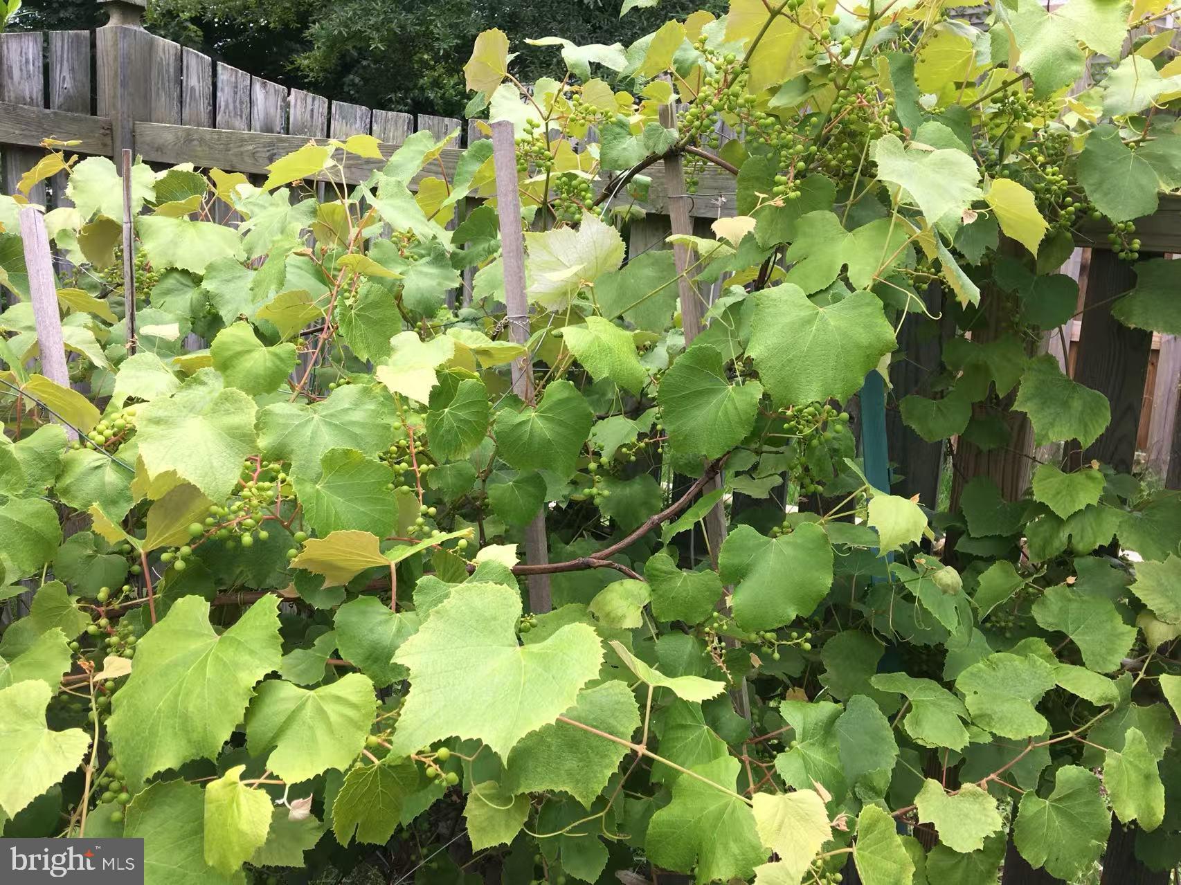 CAMERON CHASE - Residential Lease