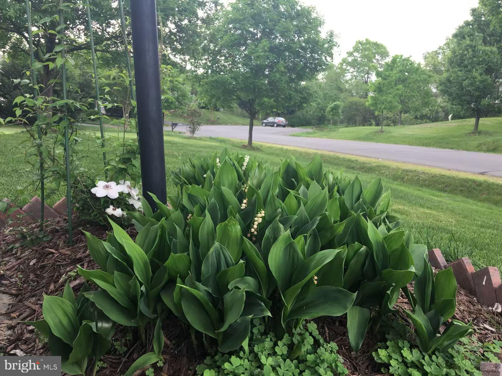 CAMERON CHASE - Residential Lease