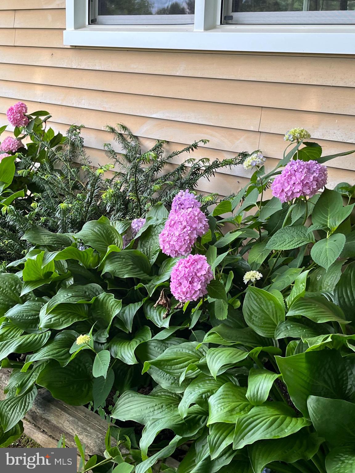 CARROLLYN MANOR - Residential