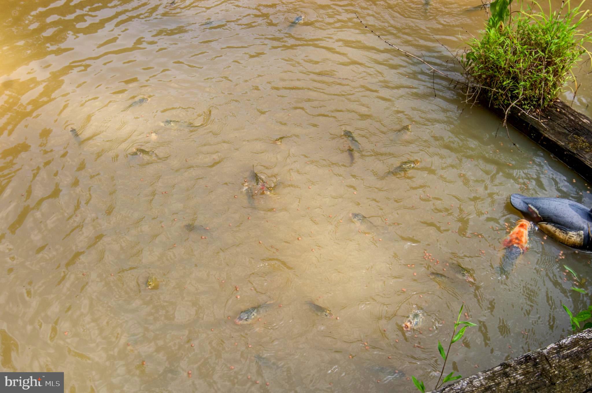 BLUEMONT - Residential