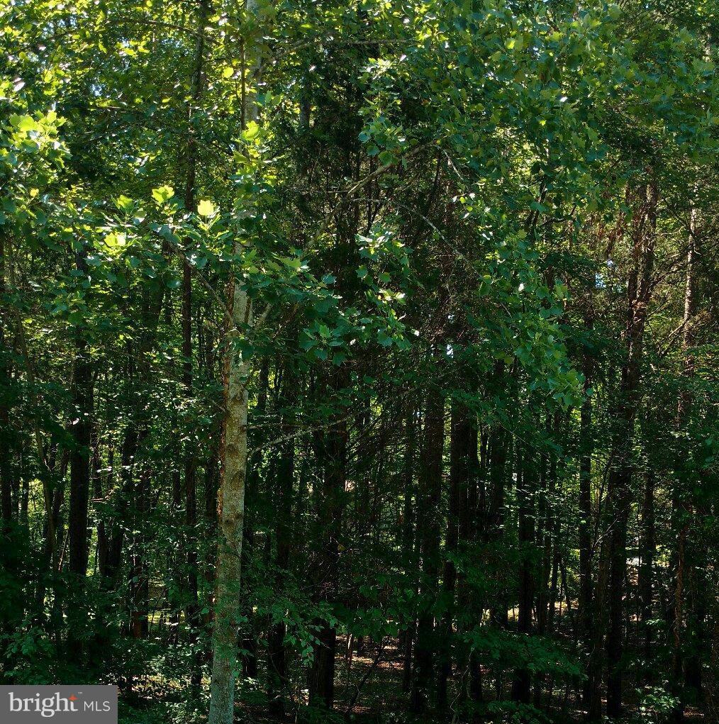 LAKE OF THE WOODS - Land