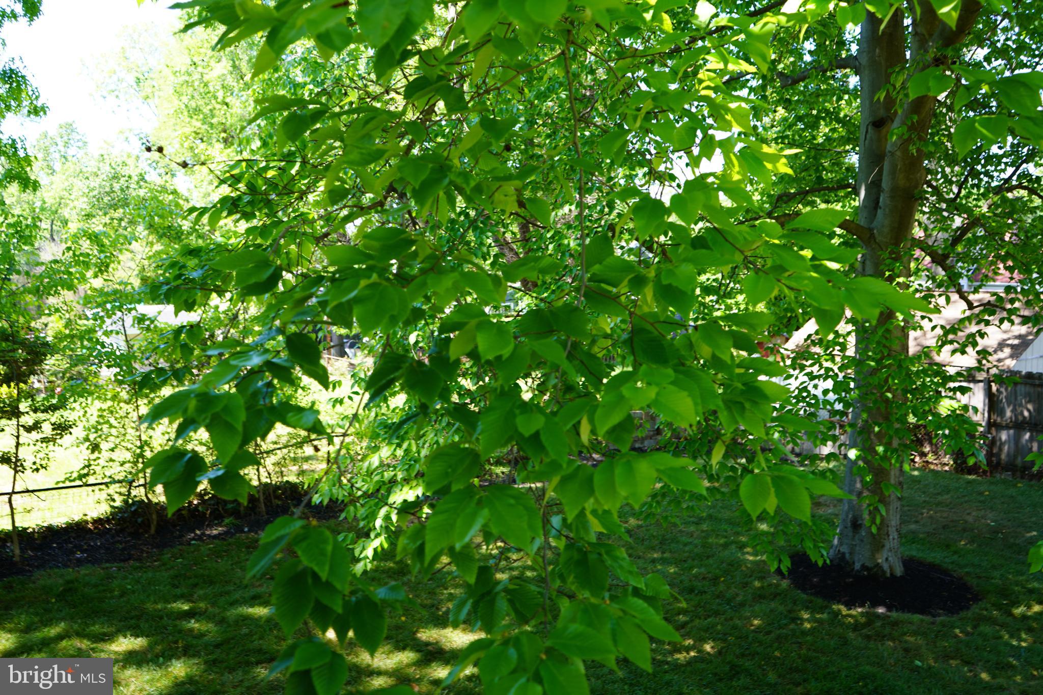 FOREST HEIGHTS - Residential