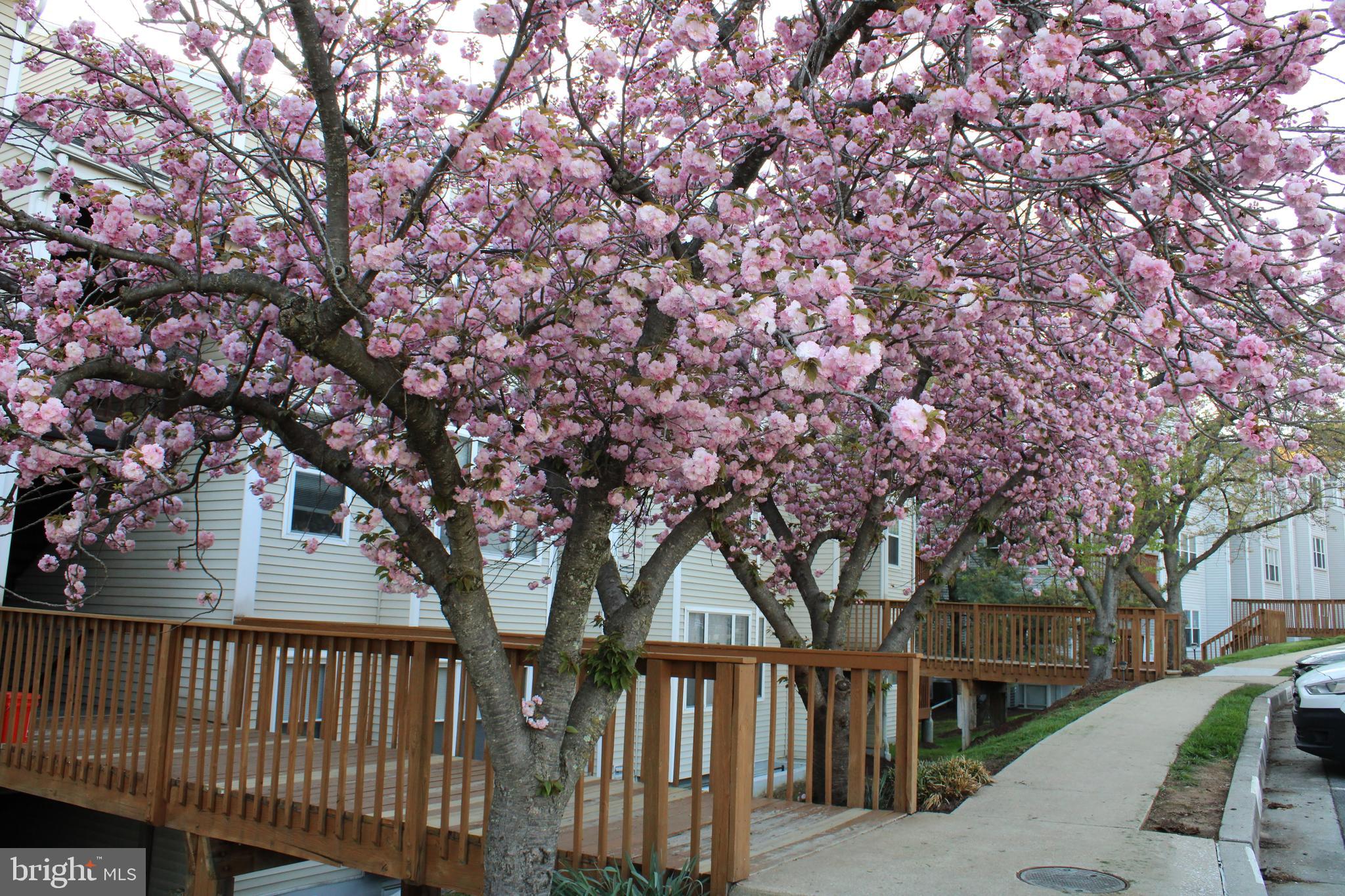 HALETHORPE - Residential Lease