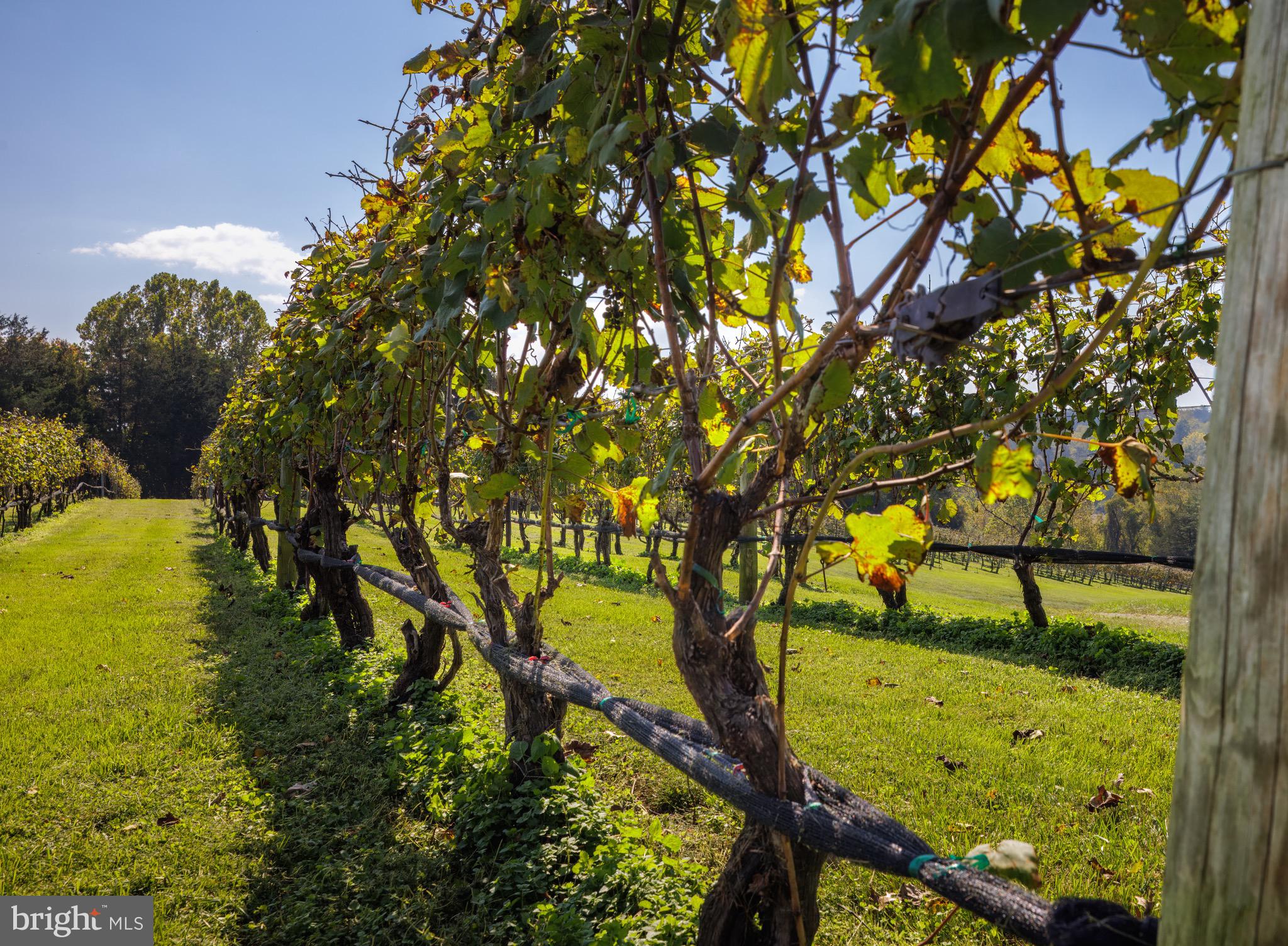 CARTER'S RUN EST - Farm