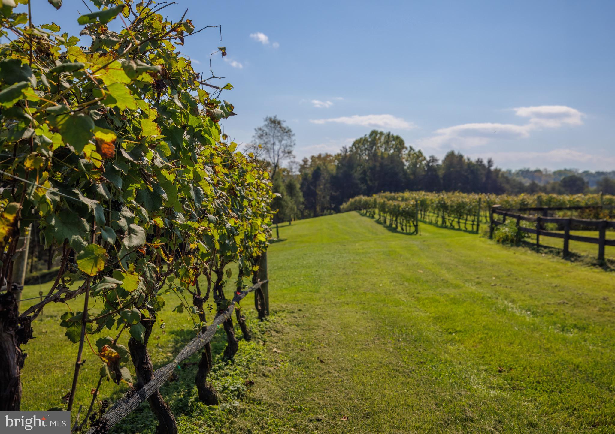 CARTER'S RUN EST - Farm