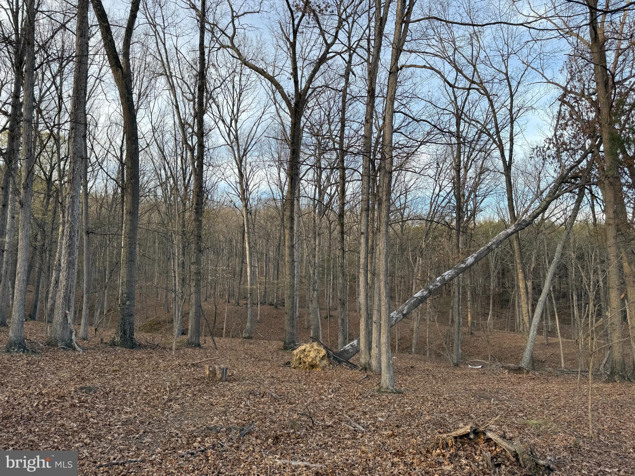 SOUTH POTOMAC FOREST - Residential