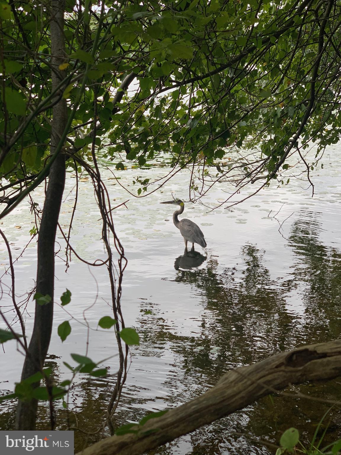 CANDLEWICKE - Residential