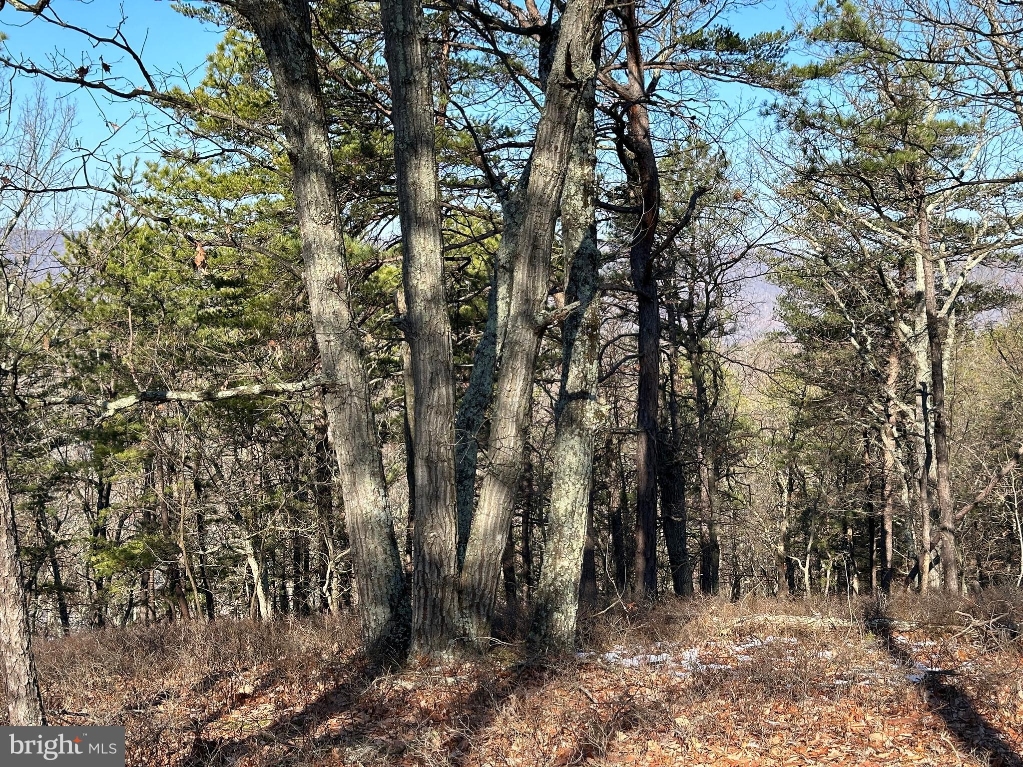 CARDINAL RIDGE ESTATES - Land