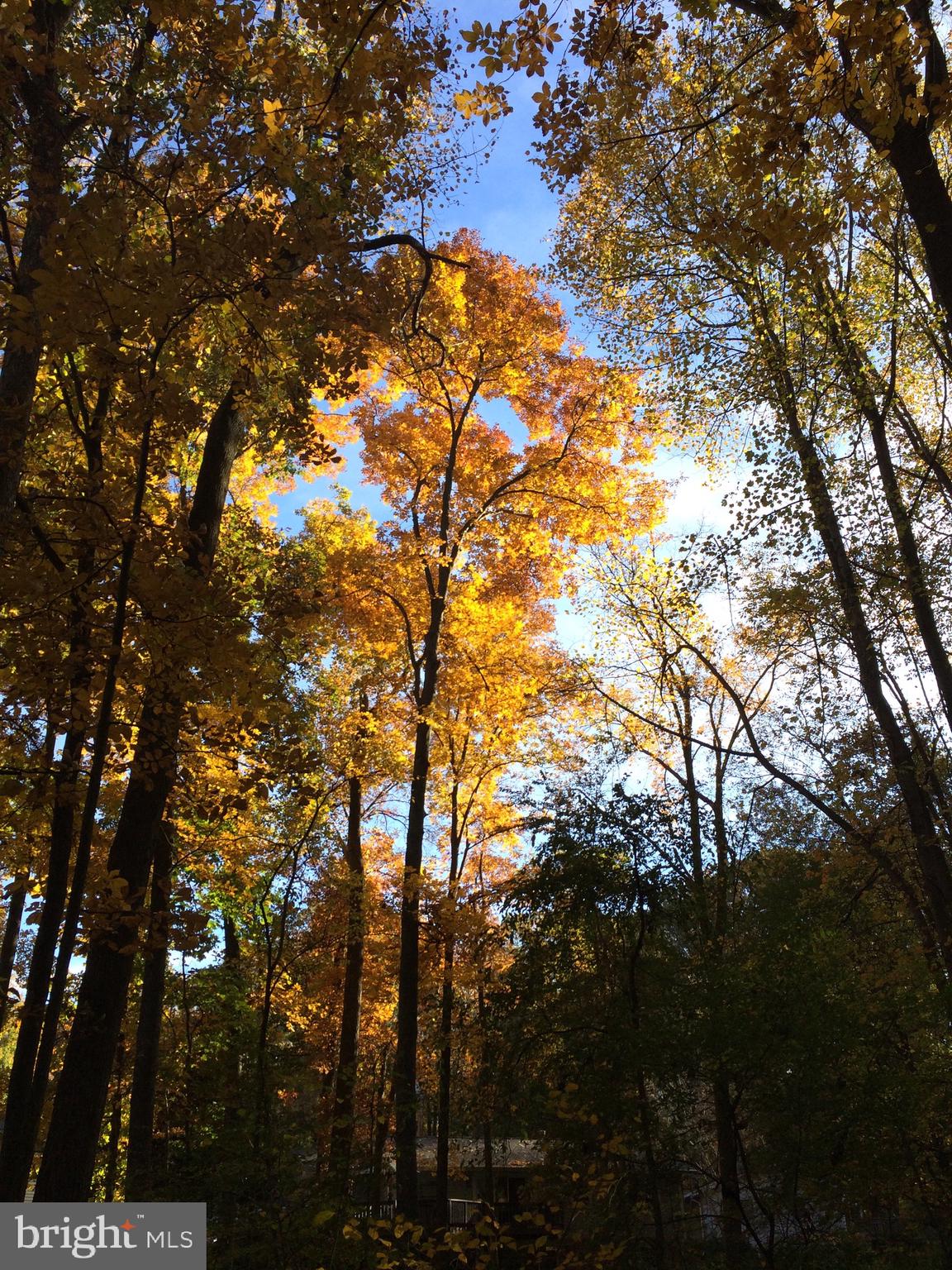 NORTH SPRINGFIELD - Residential