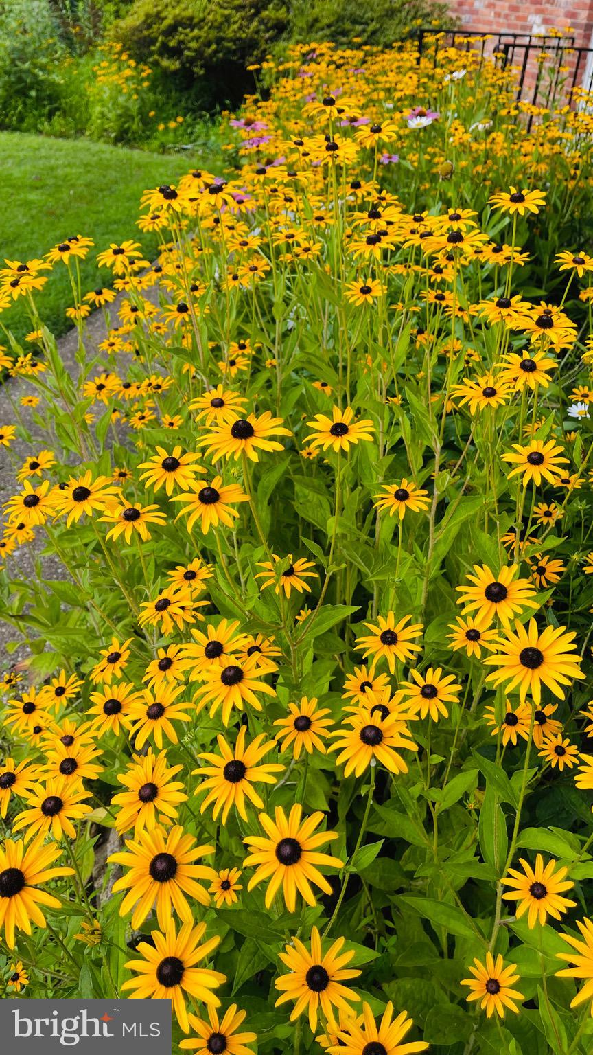 NORTH SPRINGFIELD - Residential