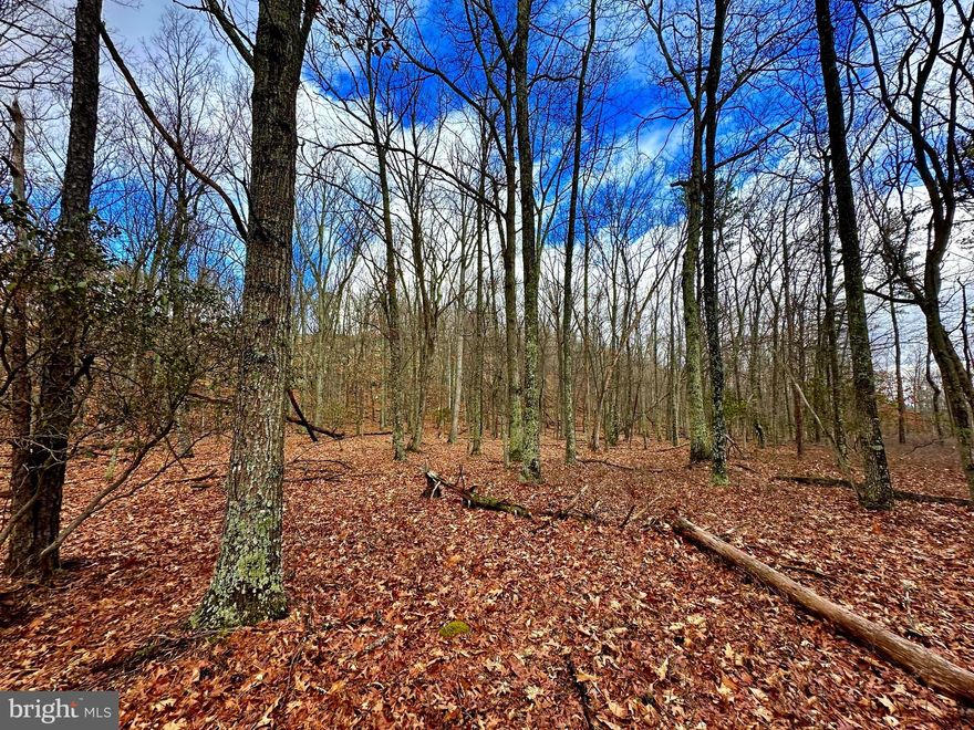 Imagine owning your very own heavily wooded, uncleared land, an ideal sanctuary for hunting enthusiasts. Great VIEWS from the top of the parcels.  With 20 acs, embrace the chance to construct your dream country retreat amidst the untouched beauty of the raw forest, providing an unparalleled sense of peace and privacy.  The path to owning your piece of heaven is at your fingertips.  The terrain gives way to an expansive level area for building and electric service is available along the access road.  Say goodbye to the noise and chaos of city life as you embark on a journey to a truly tranquil and idyllic retreat. Abundant wildlife has been reported in the area.  For more information and to seize this rare opportunity, reach out today, and let your dreams of owning a picturesque escape become a delightful reality.