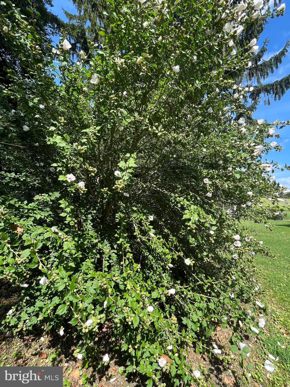 TOWN OF CENTREVILLE - Residential