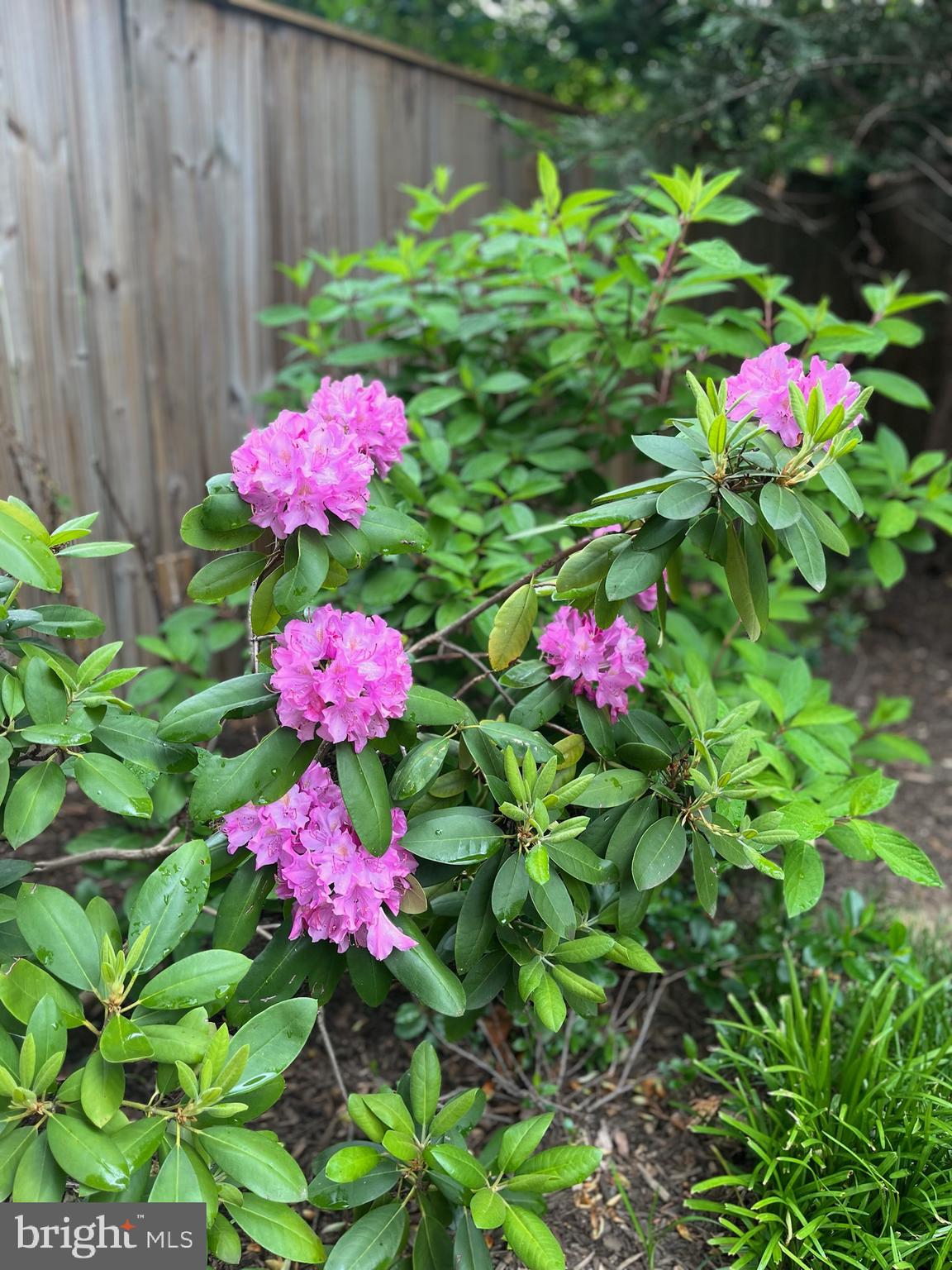BEVERLEY HILLS - Residential