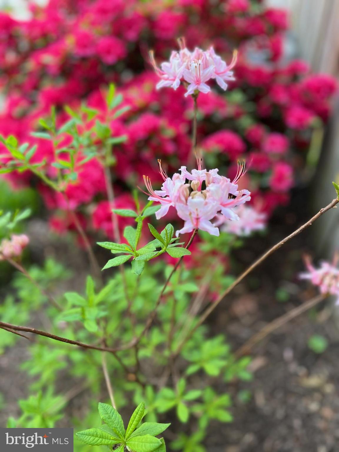 BEVERLEY HILLS - Residential