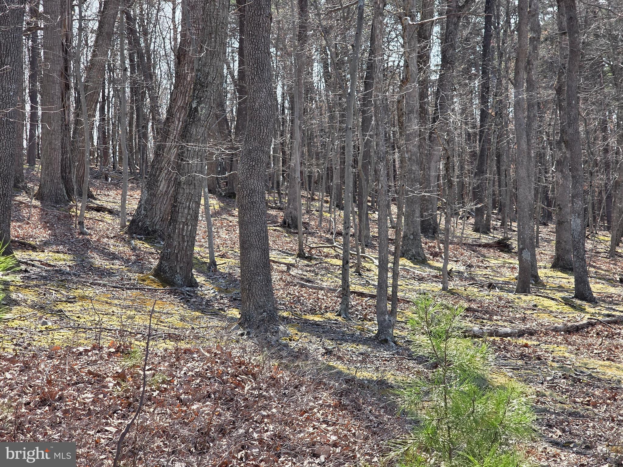 HOLLY BUSH ESTATES - Land