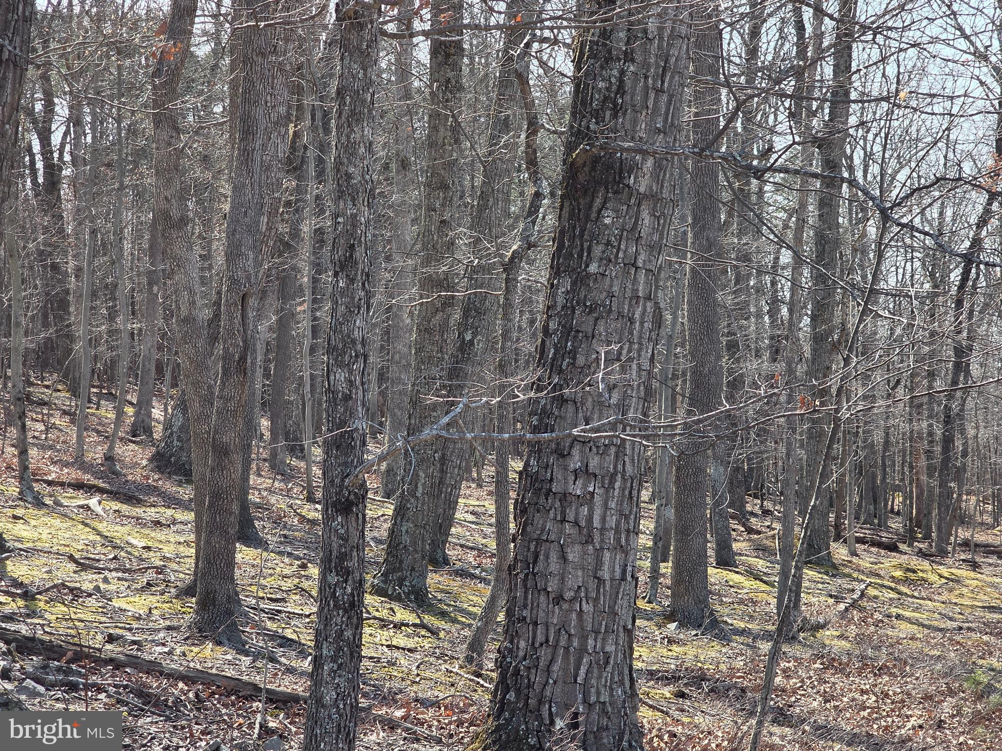 HOLLY BUSH ESTATES - Land