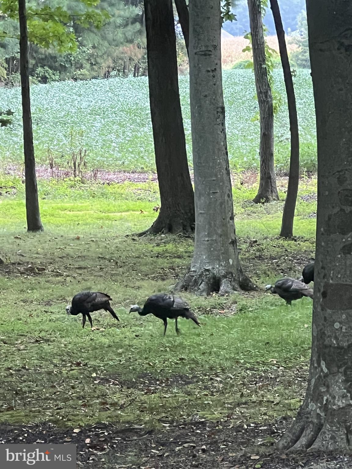 LONGWOODS - Residential