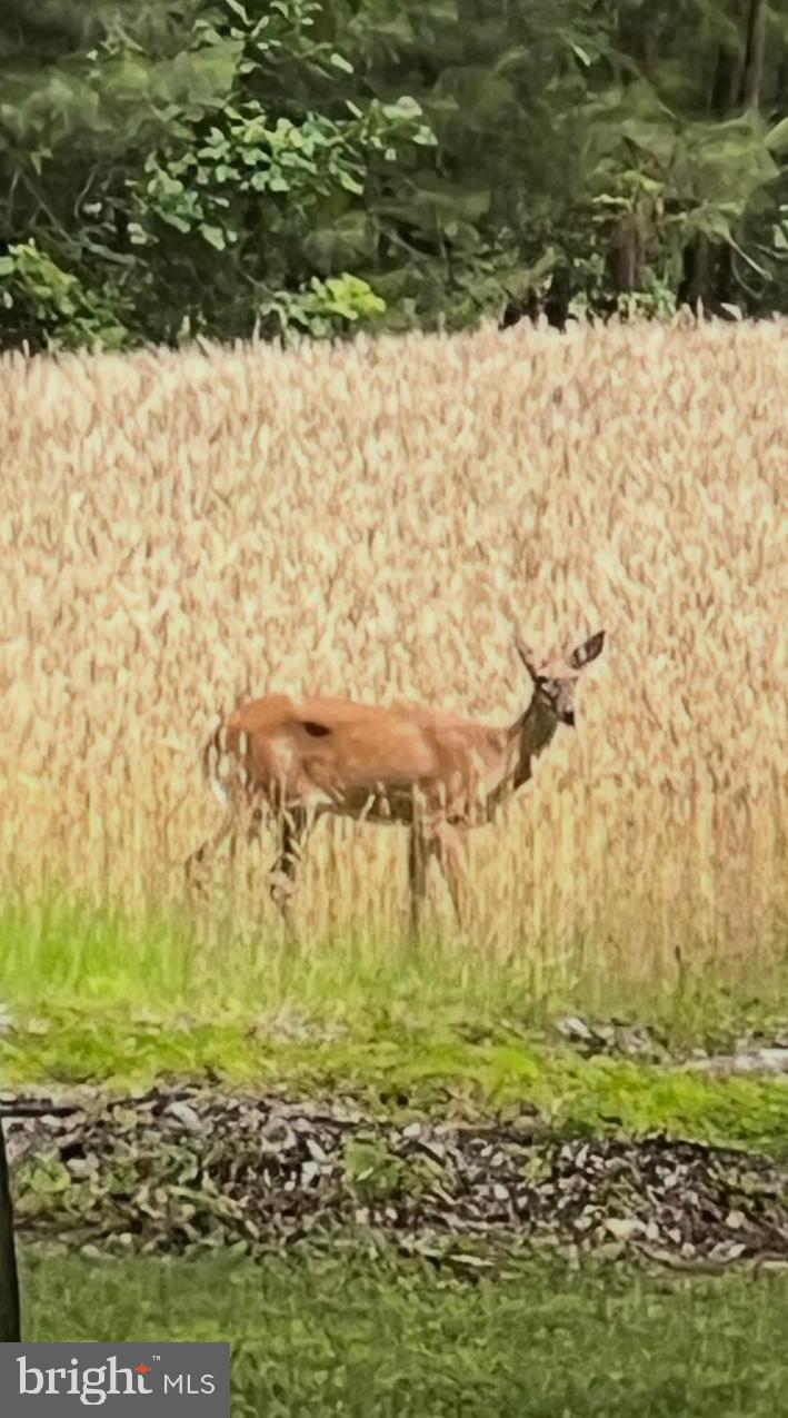 LONGWOODS - Residential