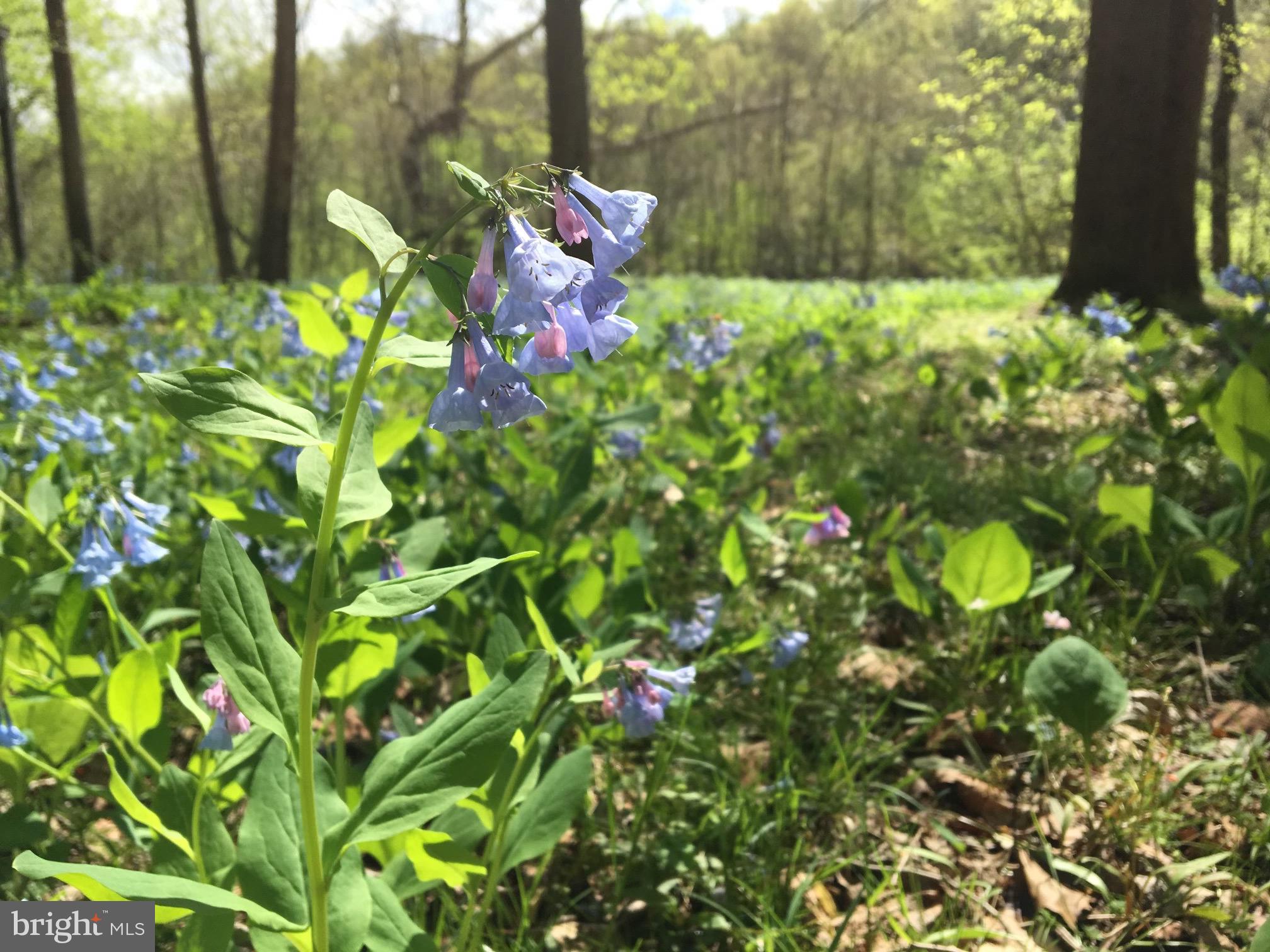 STEAMBOAT RUN - Residential